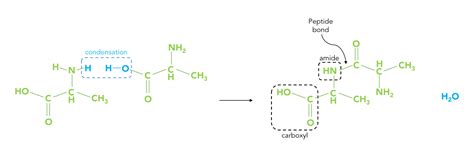 Using NMR to observe the restricted rotation in amide bonds — Nanalysis