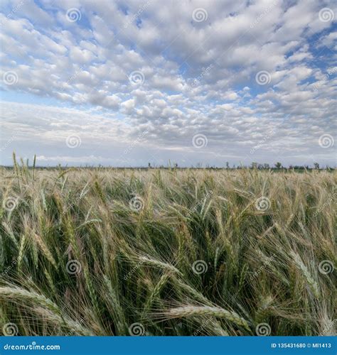 Wheat fields of Ukraine stock photo. Image of bays, fields - 135431680