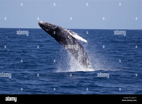 A closeup of a blue whale jumping out of the water off the coast of San Diego, California, USA ...