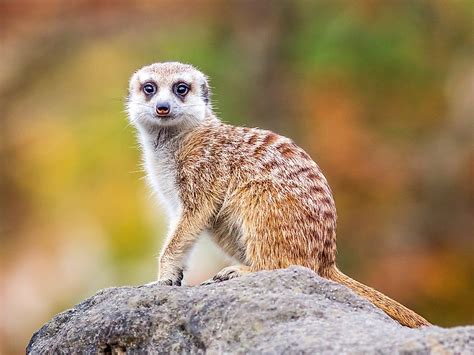 Meerkat Facts: Animals of Africa - WorldAtlas.com