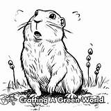 Prairie Dog Coloring Pages  Free & Printable sketch template