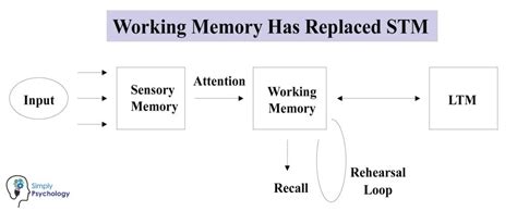 Working Memory Model In Psychology (Baddeley & Hitch)