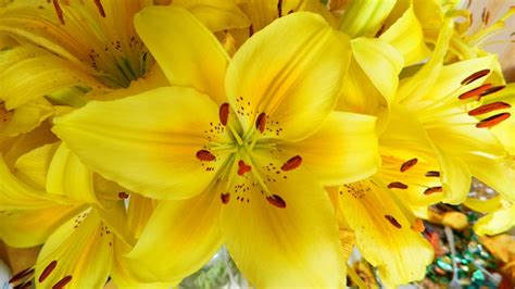 Yellow Lily Wallpapers - Wallpaper Cave