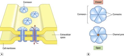 Electrical Synapse Diagram