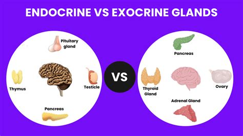 Endocrine vs. Exocrine Glands - Key Differences in Hormone Production