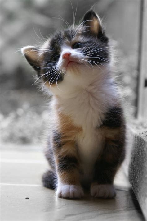 Adorable Kitten - Annie Many