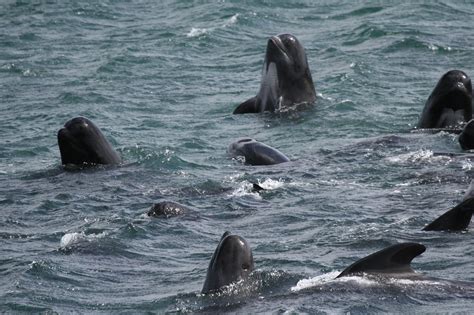 Unusual activity witnessed before pilot whale stranding - Whale and ...