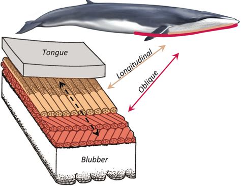 Functional anatomy of the ventral groove blubber. Rorquals possess two... | Download Scientific ...