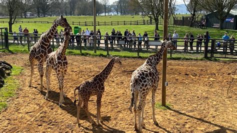 ZSL Whipsnade Zoo- review - Oxfordshire Mummies ZSL Whipsnade Zoo ...