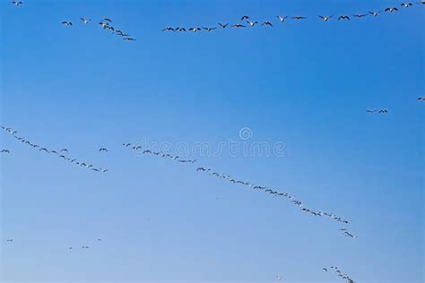 Migration of Wild Geese in Early Spring at Sunrise Stock Photo - Image ...