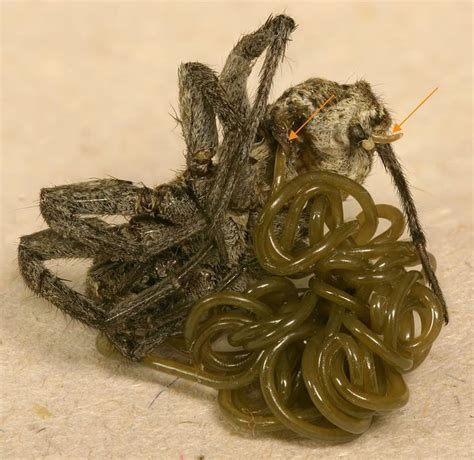 8 best images about Horsehair Worms (Nematomorpha) on Pinterest | Dive in, Eyes and The crickets