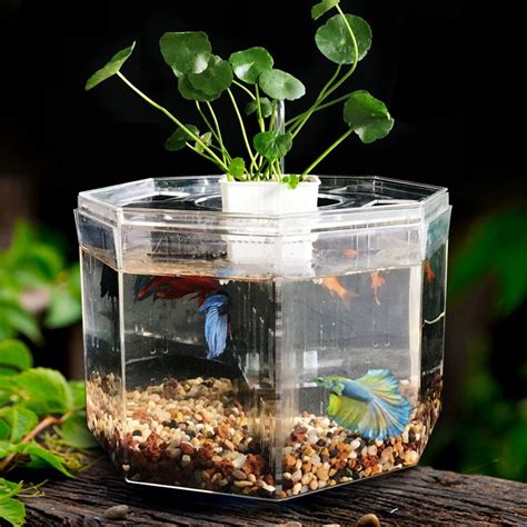 2019 Size 4 Room Aquarium Acrylic Four Splits Betta Fish Tank With Basket Plant 4 Bow Fighting ...