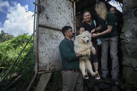 A Notorious Indonesian Animal Market Has Ended Its Brutal Dog and Cat ...