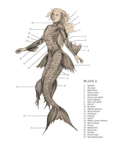 Mermaids Skeleton Real Mermaid skeleton | Mythological creatures ...