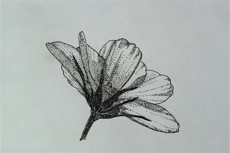 Flower Pen Drawing Simple | Beautiful Flower Arrangements and Flower ...