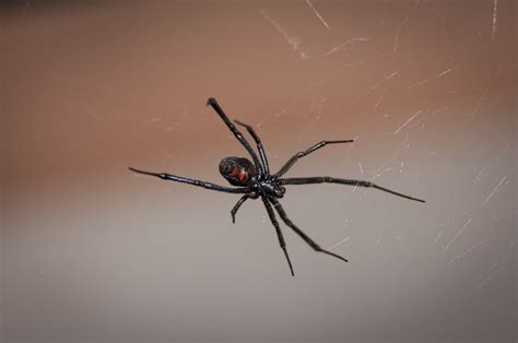 Poisonous Spiders in PA | What Tops the List?