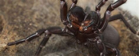 The World's Deadliest Spider Can Tweak Its Venom Depending on Its Mood ...