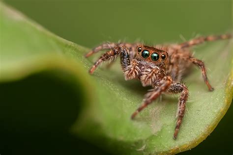 Have You Met Lucas the Spider? | PETA Kids