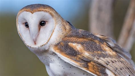 Pin by Michael Murrell on Stuff | Owl facts, Barn owl, Owl photos