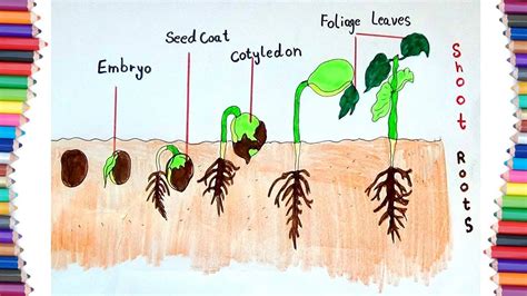 Seed Germination Diagram