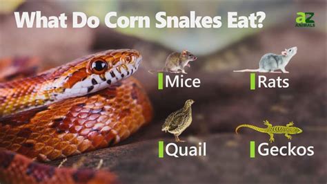 What Can I Feed My Corn Snake? - Pet Food Guide