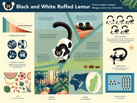 Infant Announcement: Ruffed lemur twins born at the Duke Lemur Center ...