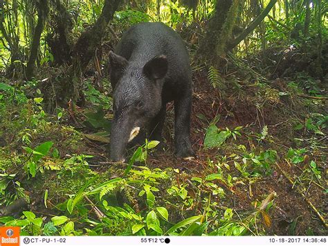 ONLY 15 PERCENT OF THE MOUNTAIN TAPIR’S HABITAT IN THE COUNTRY IS PROTECTED > WCS Colombia