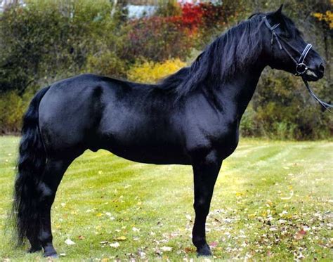 Canadian horse - Alchetron, The Free Social Encyclopedia