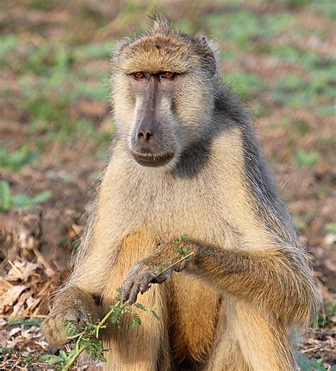 Yellow Baboon, Selous, Tanzania photo, Selous Game Reserve Tanzania