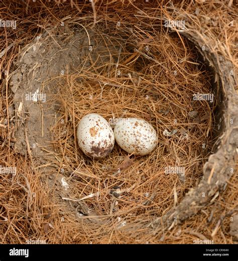 Cardinal Bird Eggs In The Nest Stock Photo - Alamy