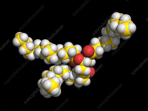 Saturated fat molecule - Stock Image - A700/0145 - Science Photo Library