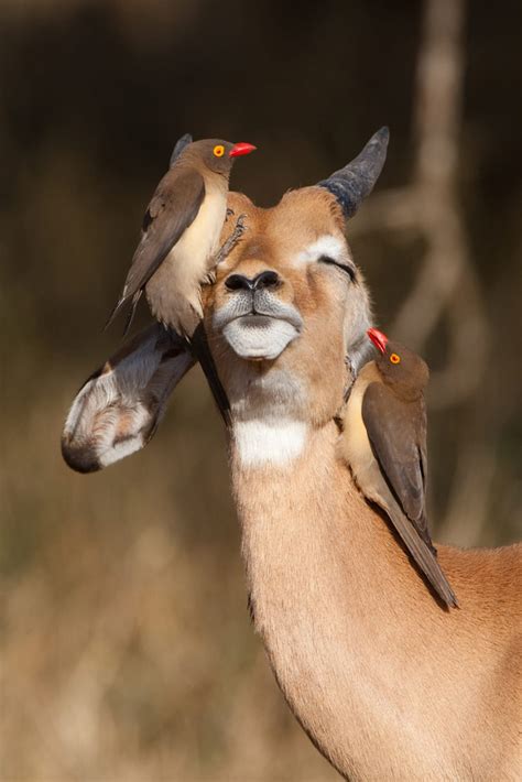 Red-billed Oxpecker | CRITTERFACTS