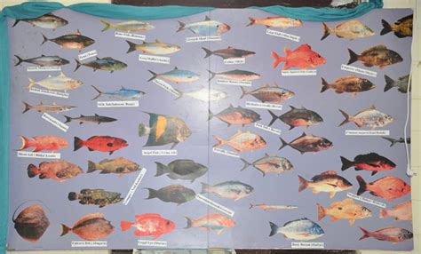 Eritrean Red Sea Fish Species – Eritrea-Chat.Com