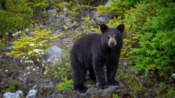 7 Tips For A Safe, Successful Black Bear Hunting Trip