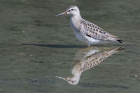 Sandpiper migration | Exploring Kootenay Lake