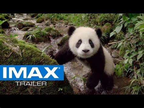 Panda documentary - Google Search | Panda, Panda movies, Imax