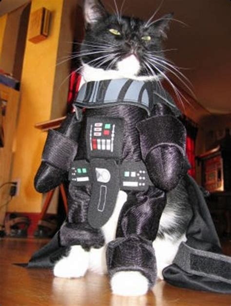 Ten Star Wars Cats Who Know How to Use the Force (Cats in StarWars ...