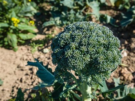 Calabrese Broccoli Growing: How To Plant Calabrese Broccoli