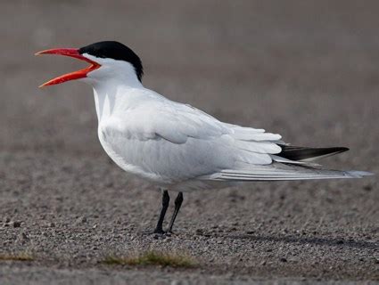 Caspian Tern, Identification, All About Birds - Cornell Lab of Ornithology