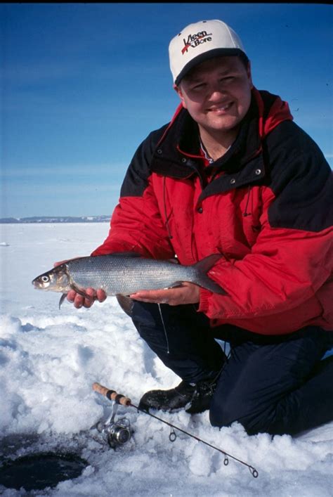 Lake Whitefish - An Ice Fishing All Star - Fishing Article by The ...