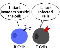 Memory B Cells Cartoon