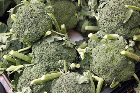 When and How to Harvest Broccoli | Gardener’s Path