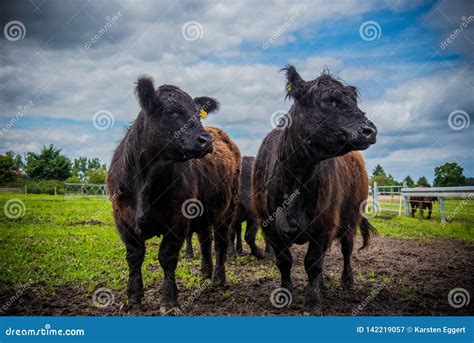 Galloway cattle on a farm stock image. Image of domestic - 142219057