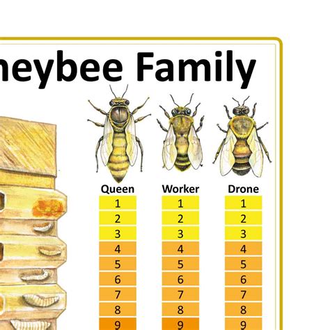 The Life Cycle of the Honeybee Family – Bee Equipment