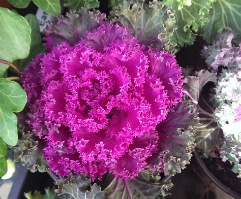 Ornamental kale | Kale plant, Ornamental kale, Container gardening flowers