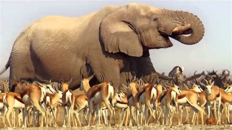 David Attenborough's Africa - YouTube