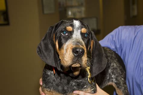 This wonderful, goofy puppy's name is Banjo. He's a Blue Tick Hound ...