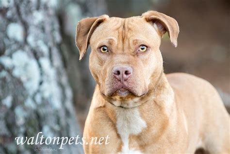 Pregnant Pitbull Rescue Photo Blog - WILLIAM WISE PHOTOGRAPHY