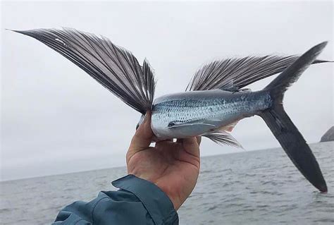 Flying Fish - A Bird in the Hand – FECOP - Costa Rica Sport Fishing Tourism