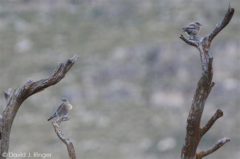 25 Photos That Show Guadalupe Mountains National Park and Its Birds in Autumn Glory